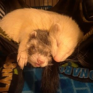 Meet your Posher, Tabitha